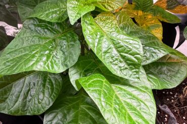 Who likes big leaves?