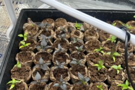 Too early to up pot?