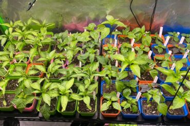 Pre-Transplant Update