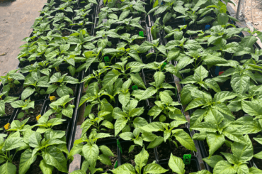 300 Superhots heading into the High Tunnel first of next week.