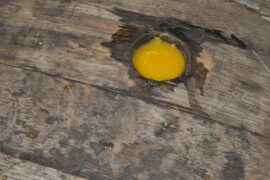 Rum Barrel filled with Hot Sauce - 6 weeks age