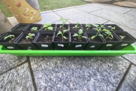 When to fertilize and change pot size?