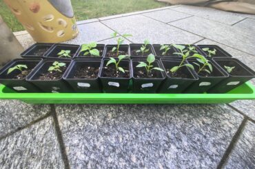 When to fertilize and change pot size?