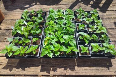 40 day old seedlings