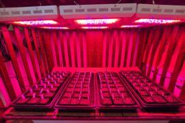 70 Degree Soil at Night an issue?