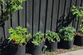 Help with my Bishop's Crown?