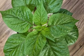 7 Pot Bubblegum Orange