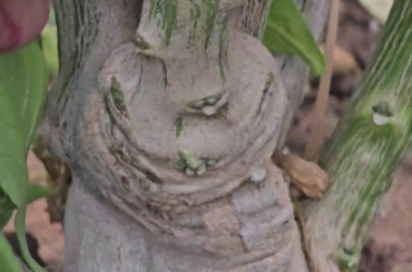 Shishito that has been in the gound since September 2024