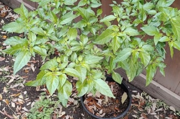 My habanero i grew inside for 5 months is now outside.