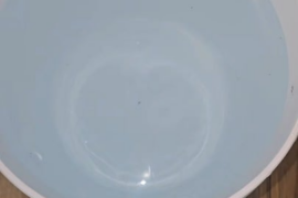 Love this stuff, what's your go to fertilizer?