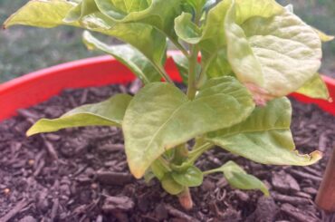 Mustard Habanero, help me love her