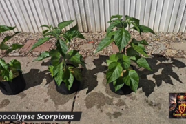 Apocalypse Scorpions