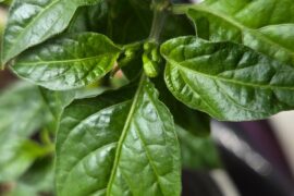 Chili plants already flowering after 1.5 months