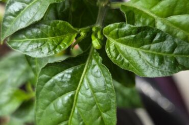 Chili plants already flowering after 1.5 months