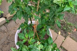 Are these “overwinter” plants happy ?