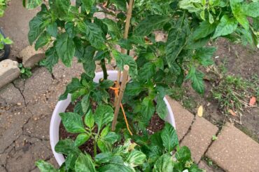 Are these “overwinter” plants happy ?