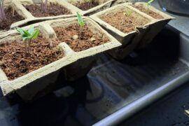 When to remove extra sprouts?