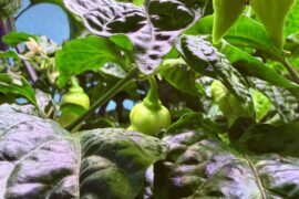 RB003 from Texas Hot Peppers