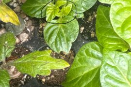 Is this normal I never seen before (2 heads)