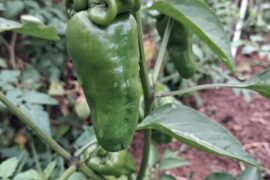 Please help identify