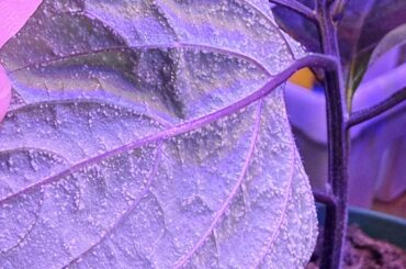 Pest question