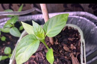 PSA for Aussies who are after a cheap grow light