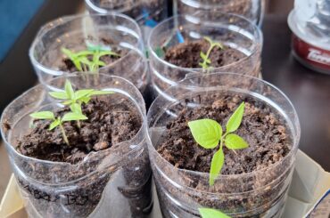 What to do with the stunted and the weak?