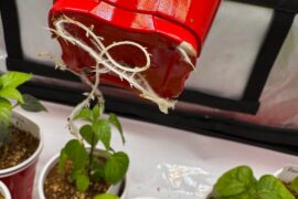 How do I handle roots like this? Rootbound?