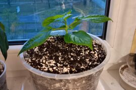 Repotted Carolina Reaper