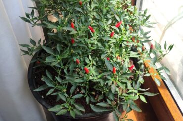 Bird's Eye Pepper