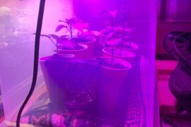 First time growing from seed!