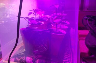 First time growing from seed!