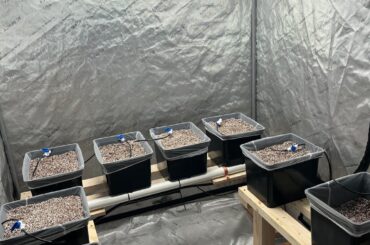 Dutch Buckets - Watering schedules?