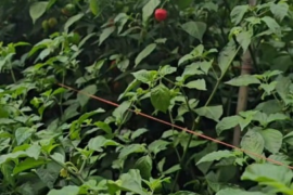 My fertilizer Routine