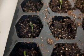 Chiltepin sprouts! What's next?