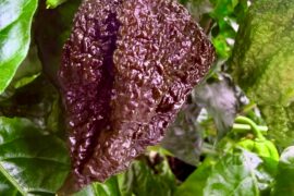 Chocolate Reaper on PED’s?