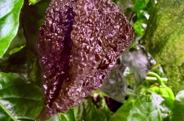 Chocolate Reaper on PED’s?