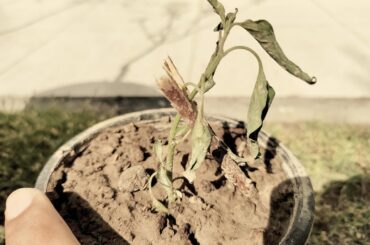 Wilting thai bird chilli plant advice appreciated.