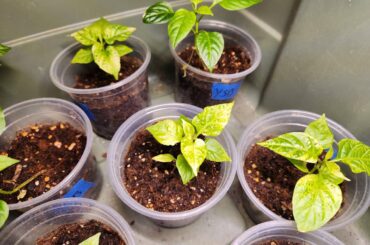 Carolina reaper plants fading