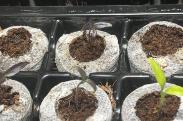 Hoping for interesting results with this one