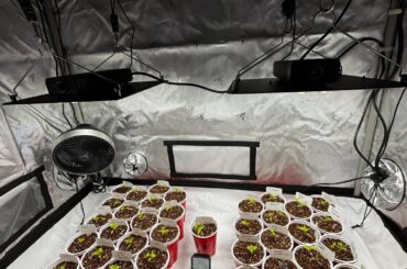 First Time Up-Potting in Coco, Do I water right away?