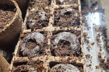 Seed viability