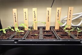 Our first year growing specific pepper varieties, very exciting!