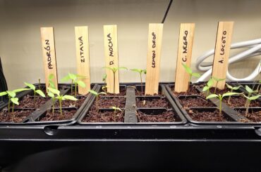 Our first year growing specific pepper varieties, very exciting!