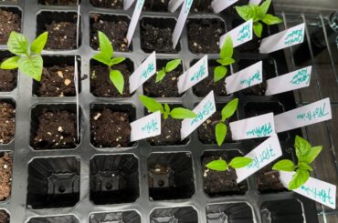 When should I pot up?