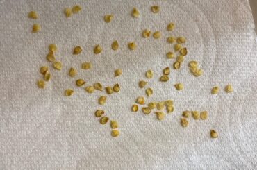 First hybrid seeds, why are some kind of brown?