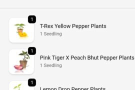 This Season's Pepper Experiment