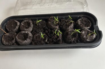 Baby scorpion on the way and maybe some Madame Jeanette