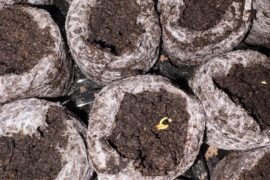 Seed sticking out of soil