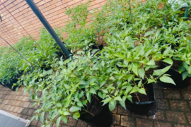 Dive into a Chilli Pepper Grow